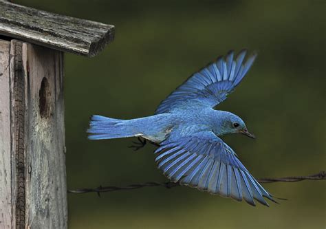  The Bluebird of Happiness - Eine Geschichte über Glück und den Preis der Freiheit!